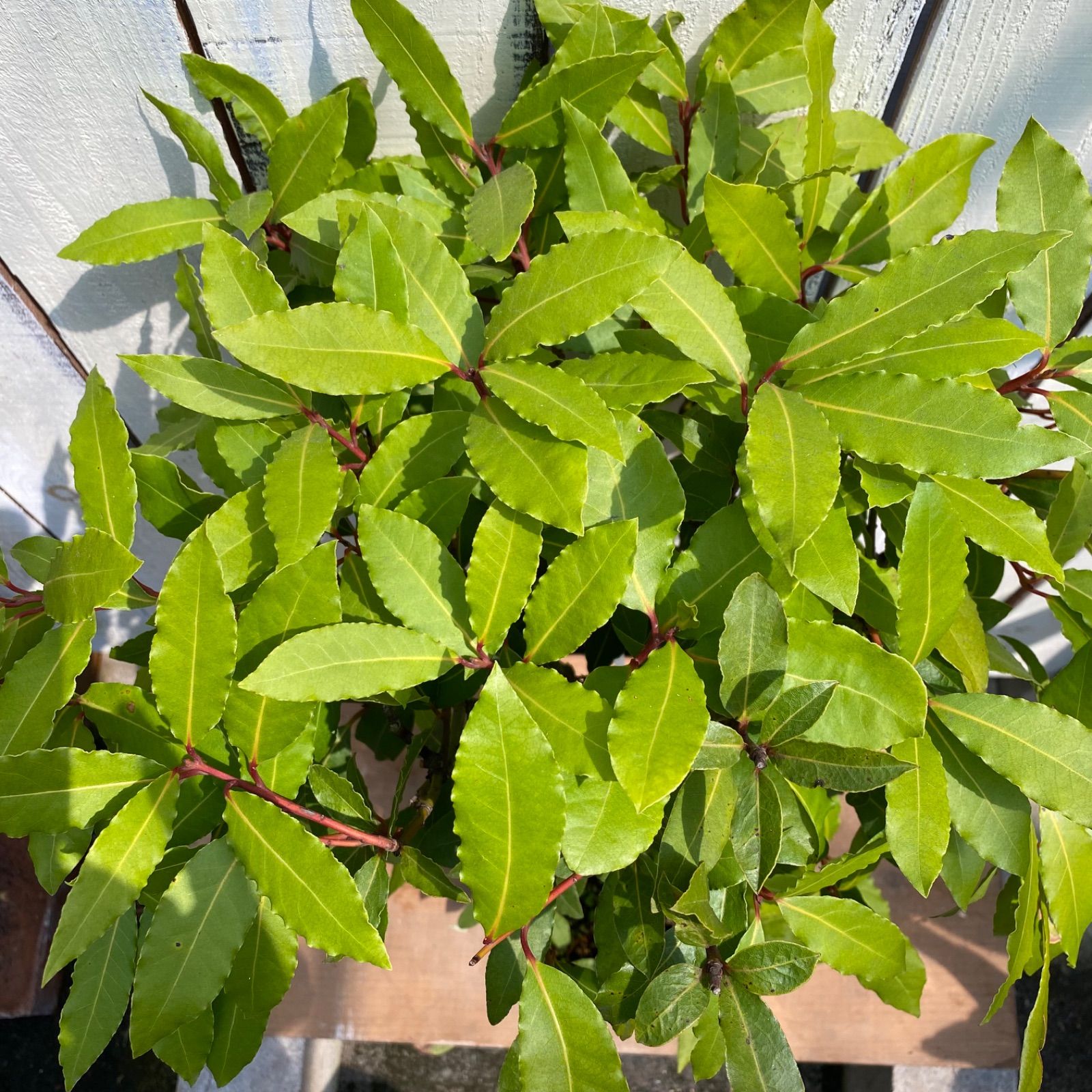 月桂樹