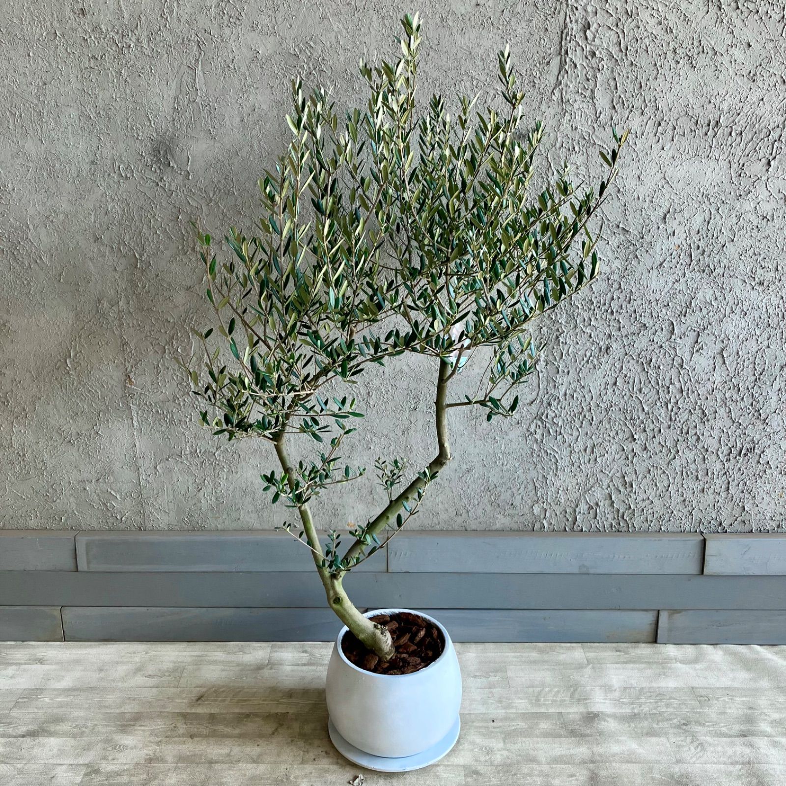 厳選された植物と鉢】美形 オリーブの木 souju マンザニロ 人気 8号