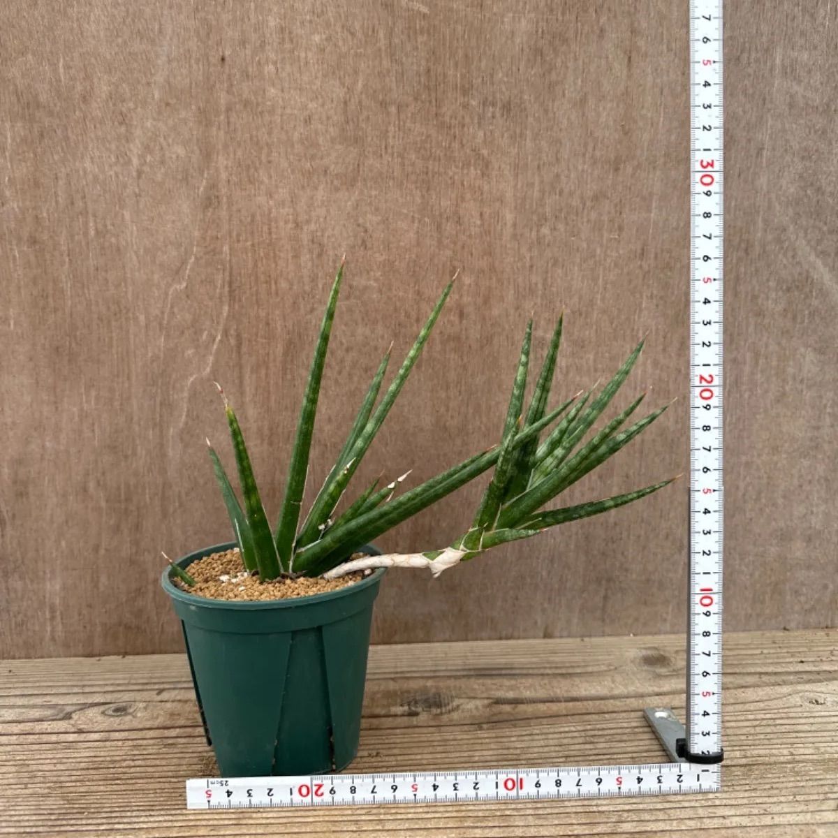 サンセベリア フランシシー② Sansevieria francisii サンスベリア フランシー 現品 観葉植物 観葉 植物 珍奇植物 珍奇 珍しい  レア 希少 インテリア プレゼント おしゃれ かわいい ミニ 小さい おうち時間 グリーン アートプランツ - メルカリ