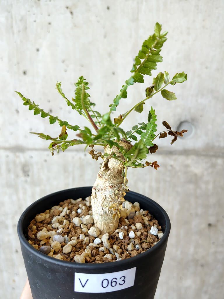 BADAFOTO 市場大介 Daisuke Ichiba 限定500部