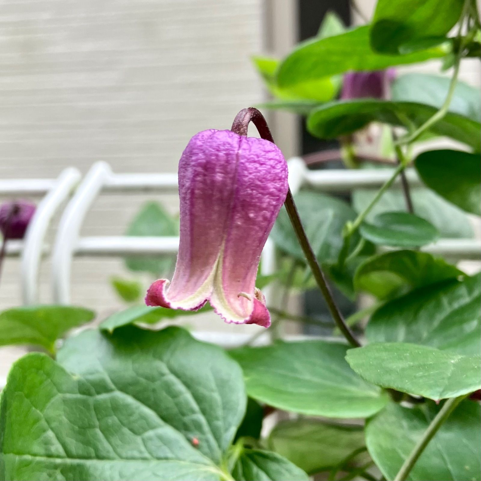 クレマチスアディソニーヴィオルナ系