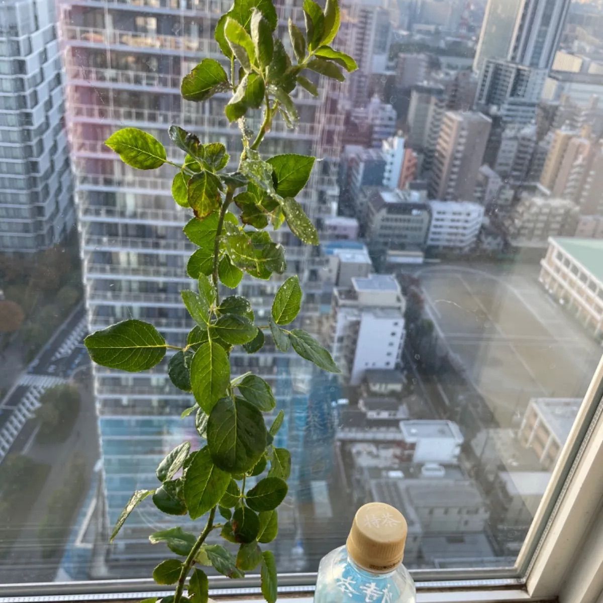 超強香！超強健！巨大輪 手間要らず名門のフレンチローズ バラ苗