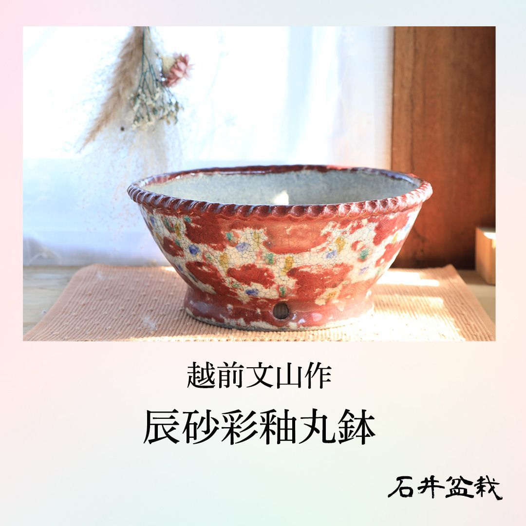 石井盆栽 越前文山作 苗木 盆栽 丸鉢 p-048