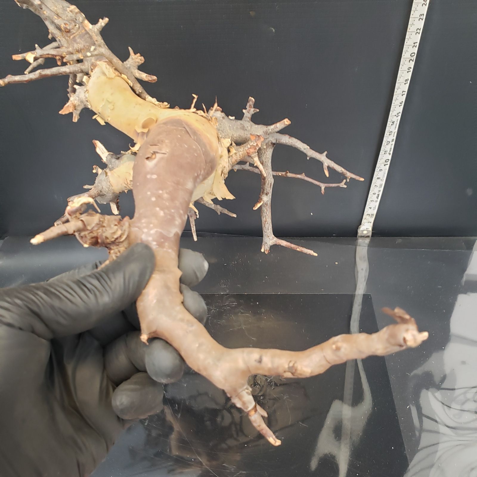 Z429 最新到着 Commiphora カタフピュア 現地球 抜き苗 灌木系 塊根植物 コミュフォラ カタフピュア WWW_GEBZETESISAT_COM_TR