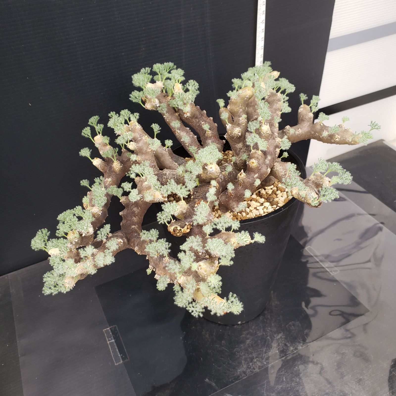 U*I様 モンソニア ムルチフィダ 大型XL株 発根済み 鉢ごと U*I様 モンソニア ムルチフィダ 大型XL株 発根済み 鉢ごと