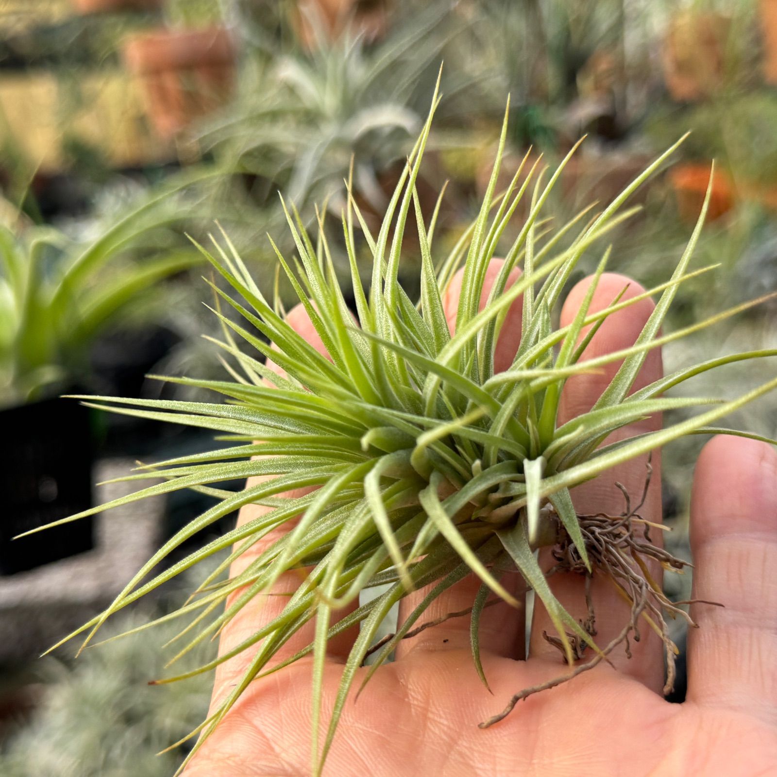 特大＊チランジア イオナンタ ファットボーイ Tillandsia ionantha Fat