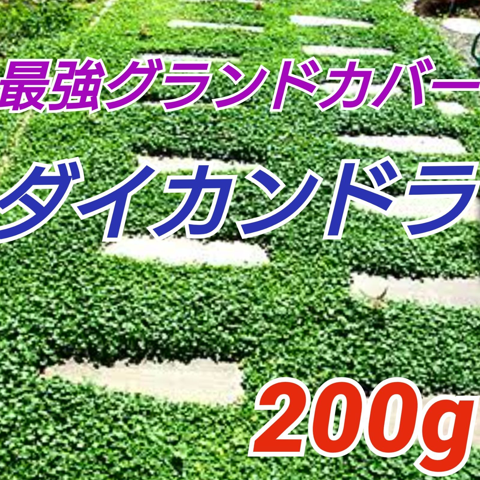 2年保証 新品 未使用 ダイカンドラ 種 0g 最強グランドカバー 植物 観葉植物 Lavacanegra Com Mx Lavacanegra Com Mx 2年保証 新品 未使用 ダイカンドラ 種 0g 最強グランドカバー 植物 観葉植物 Lavacanegra Com Mx Lavacanegra Com Mx