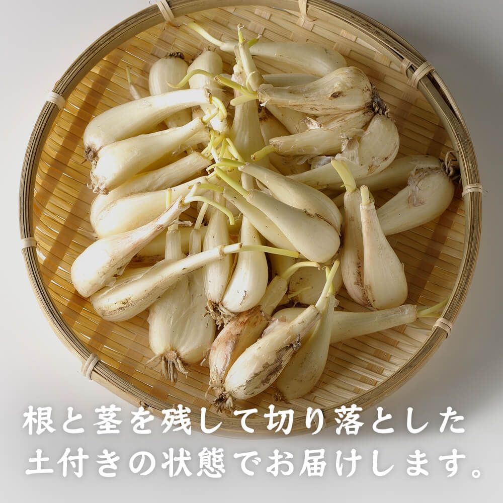 サイズ不選別 SML混在