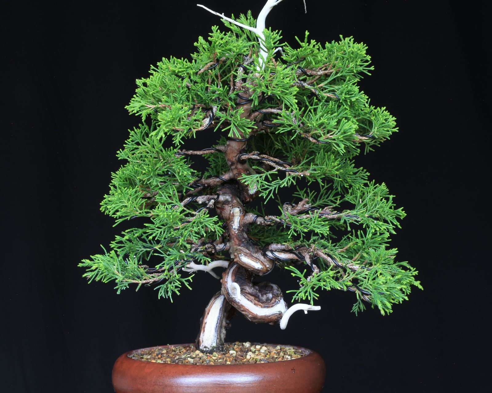 糸魚川真柏　面白い舎利 Itoigawa Shinpaku] Though it may be small, it is over 100 years