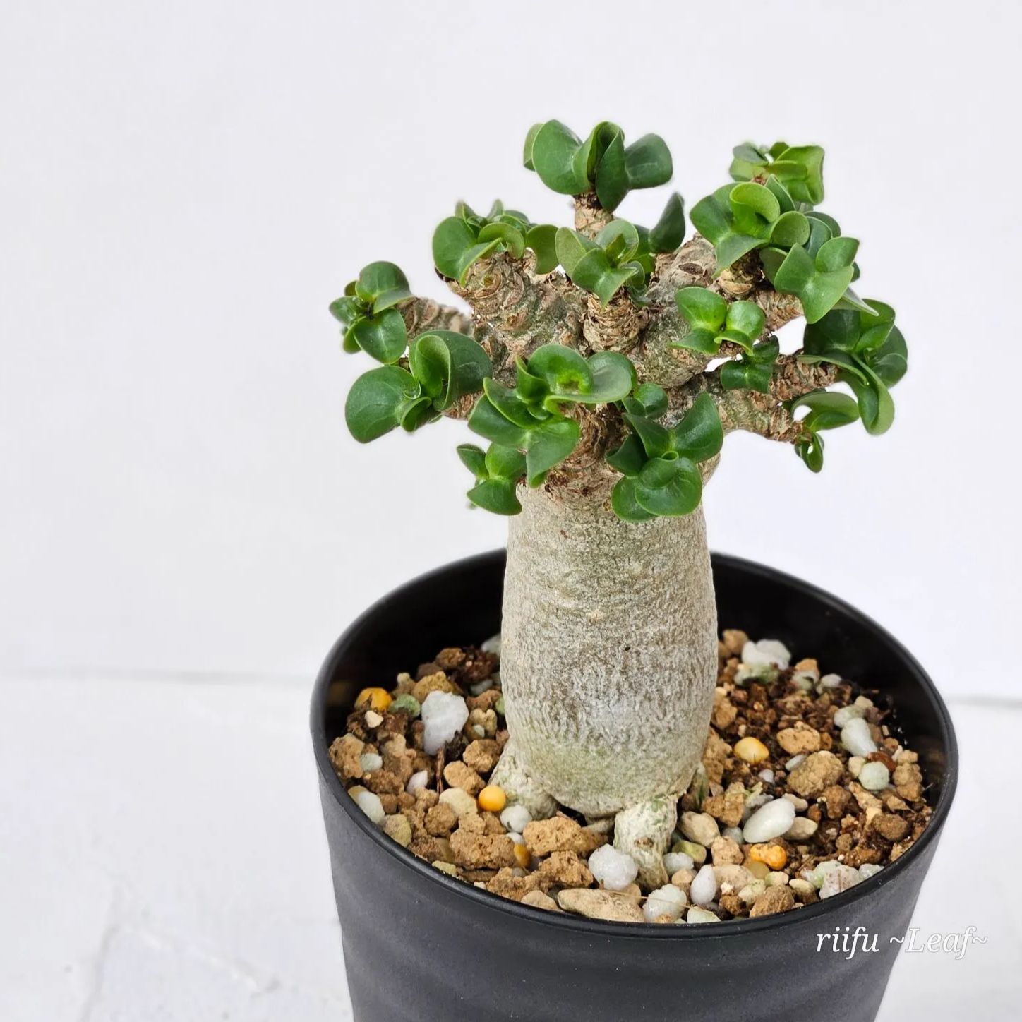 ④《 Adenium Arabicum D.H.A》アデニウム アラビカム 獅子葉