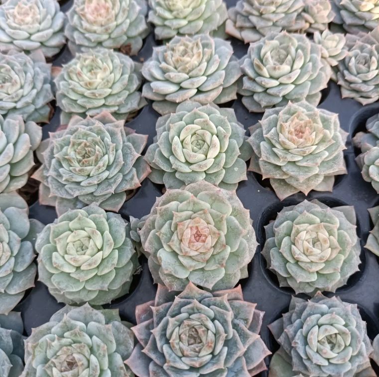 多肉植物 韓国苗 エケベリアmix苗 ゆうパック発送 1セットのみ‼️ 多肉