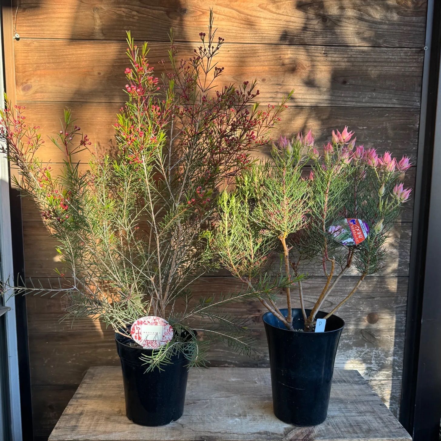 現品］37番 創樹 オリーブ ピクアル 7号 大型 屋外 オリーブの木 現品