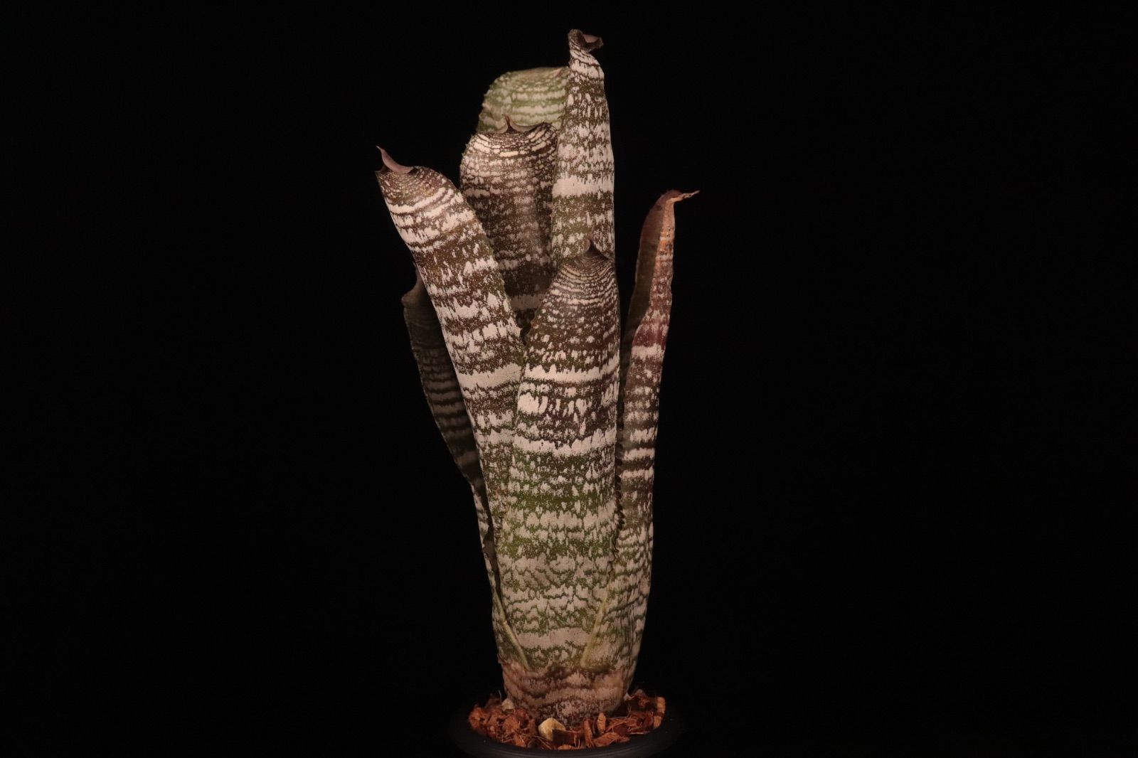 Hohenbergia correia-araujoi〔ホヘンベルギア〕現品発送H204