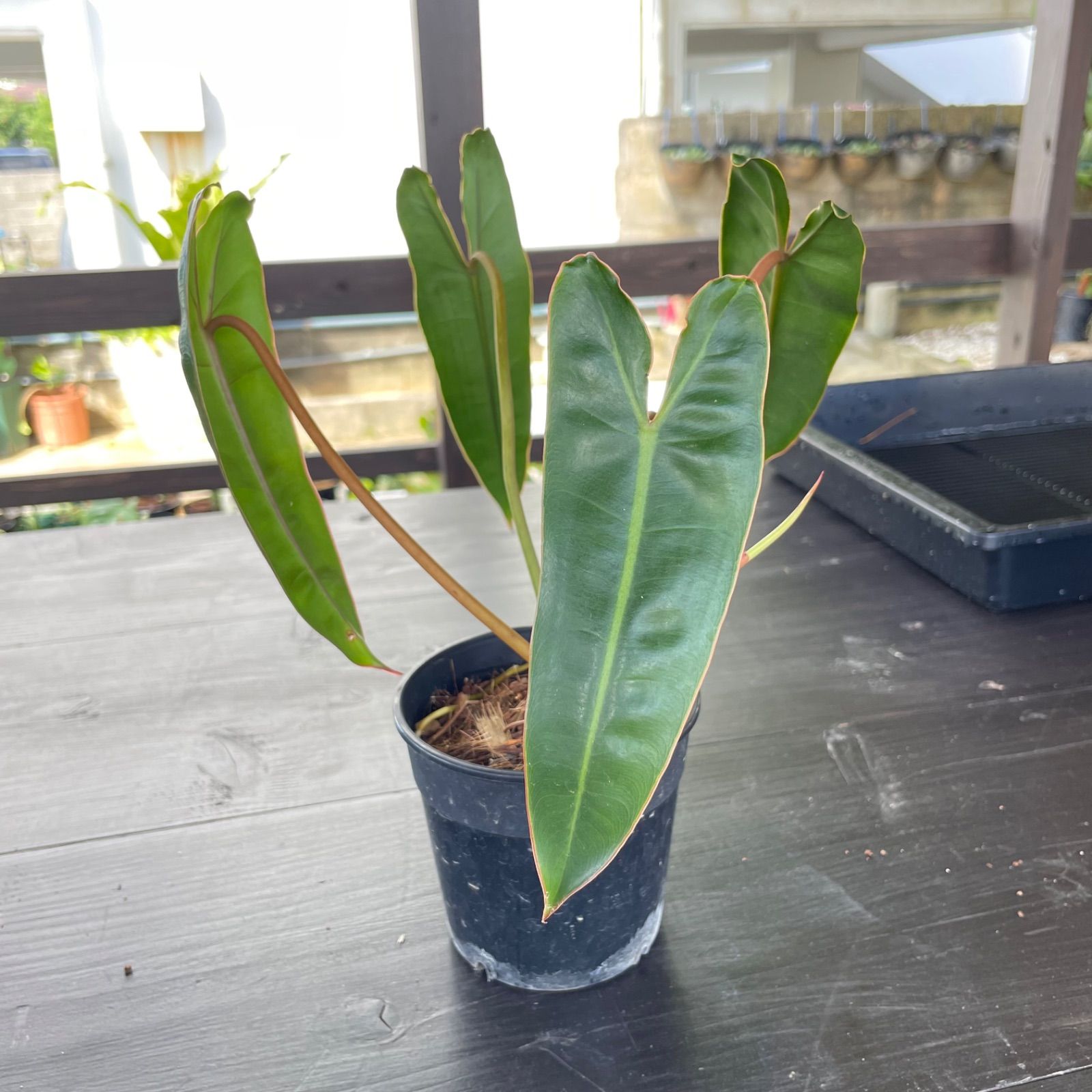 フィロデンドロン ビレッティア　Philodendron Billietiae