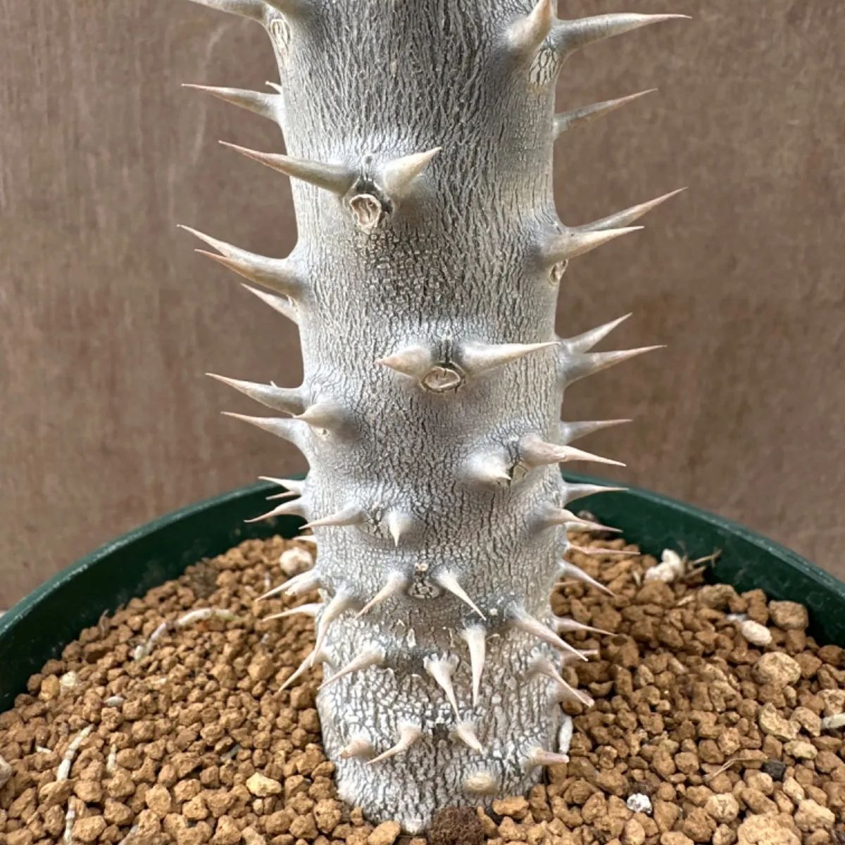 パキポディウム デンシフローラム② パキポジウム デンシフロルム シバ女王の玉櫛 Pachypodium densiflorum 現品 観葉植物 観葉  植物 珍奇植物 珍奇 珍しい レア 希少 塊根植物 塊根 コーデックス おうち時間 グリーン - メルカリ