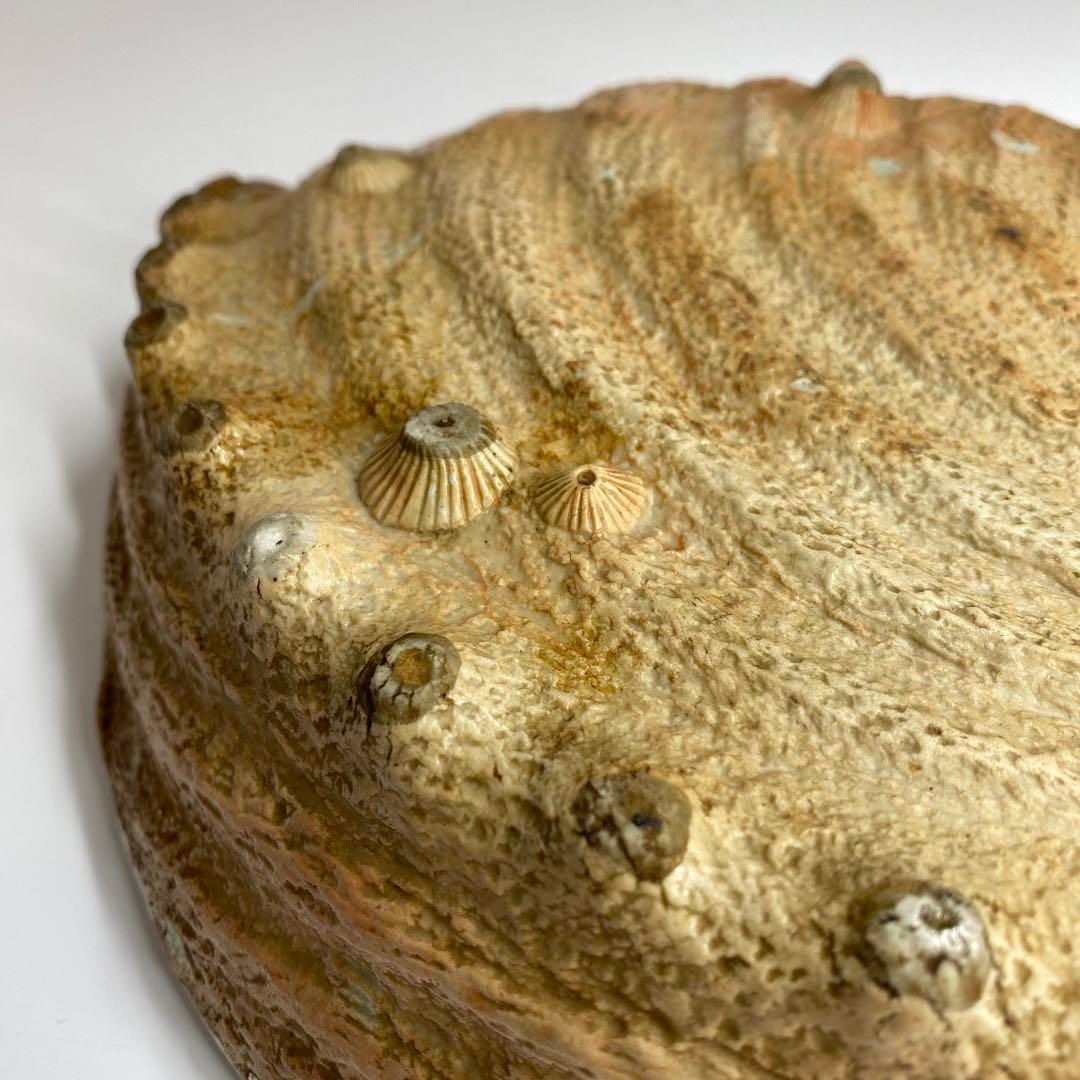 古伊万里　鮑形大皿　横幅約29.8㎝　東Y6-0606① 古伊万里 鮑形大皿 横幅約29.8㎝ 東Y6-0606① 美術品・アンティーク