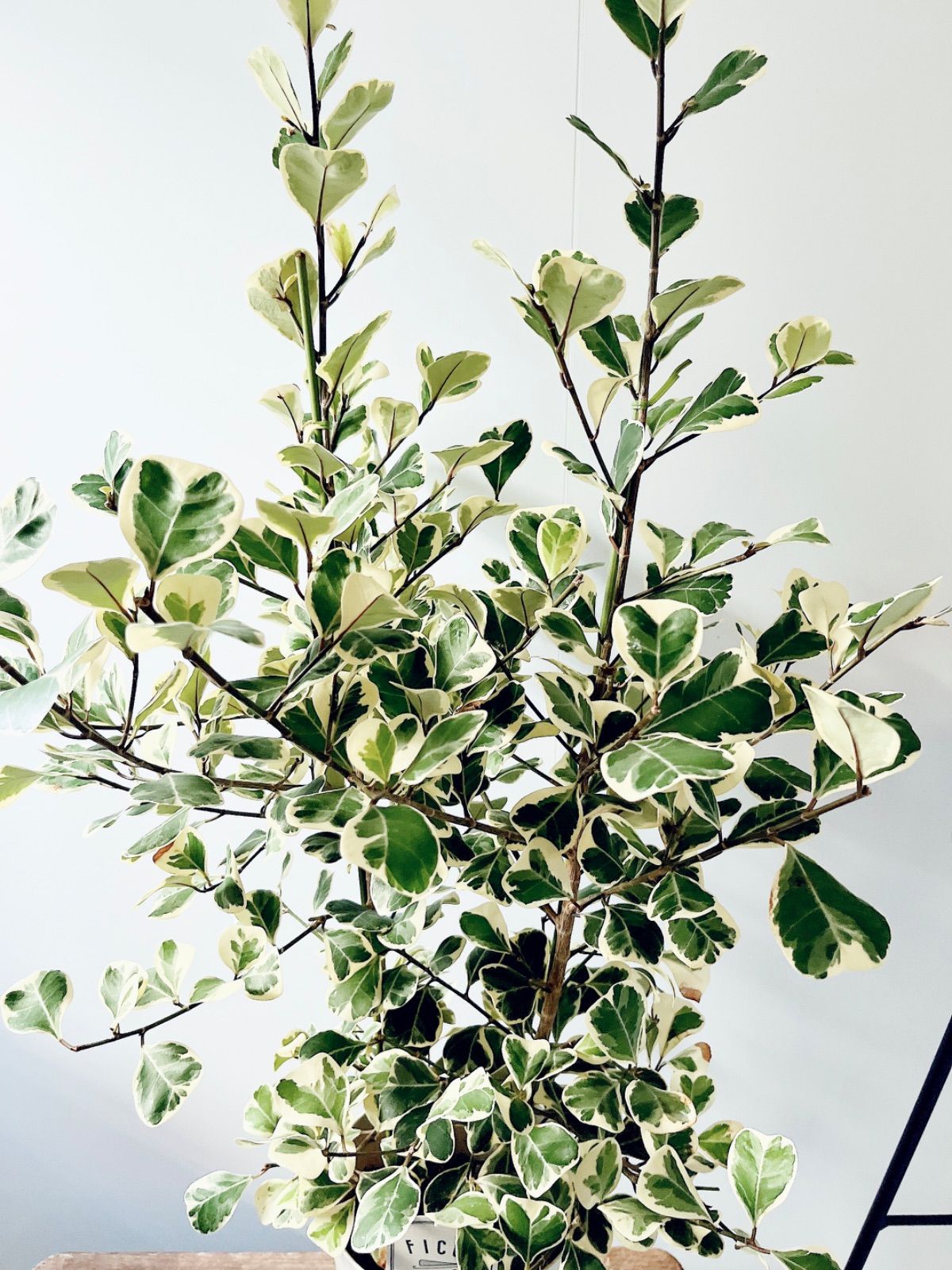 再入荷 フィカス