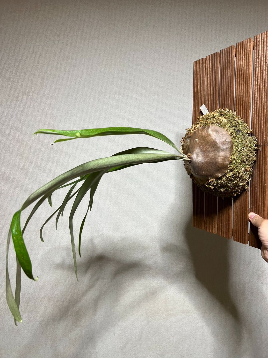 特大サイズ ▽P.walrusii▽ ワルシー レア【PLANET】ビカクシダ