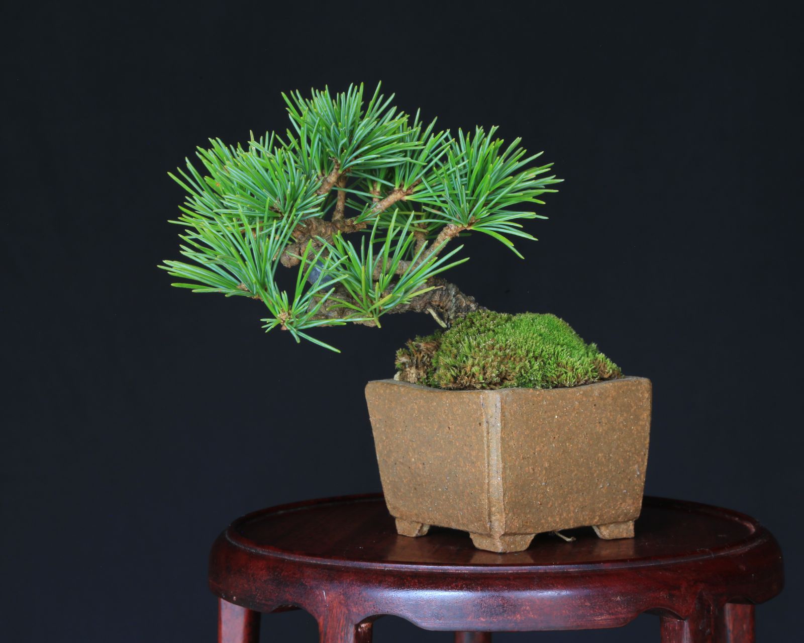 那須五葉松 実生 ミニ盆栽 泰寿園 Online 現品 盆栽 松柏 室内 鑑賞 趣味 卓上盆栽 盆栽鉢 グリーン 和 ギフト プレゼント 贈答品 ミニ盆栽 誕生日 母の日 父の日 敬老の日 記念日 お祝い 3