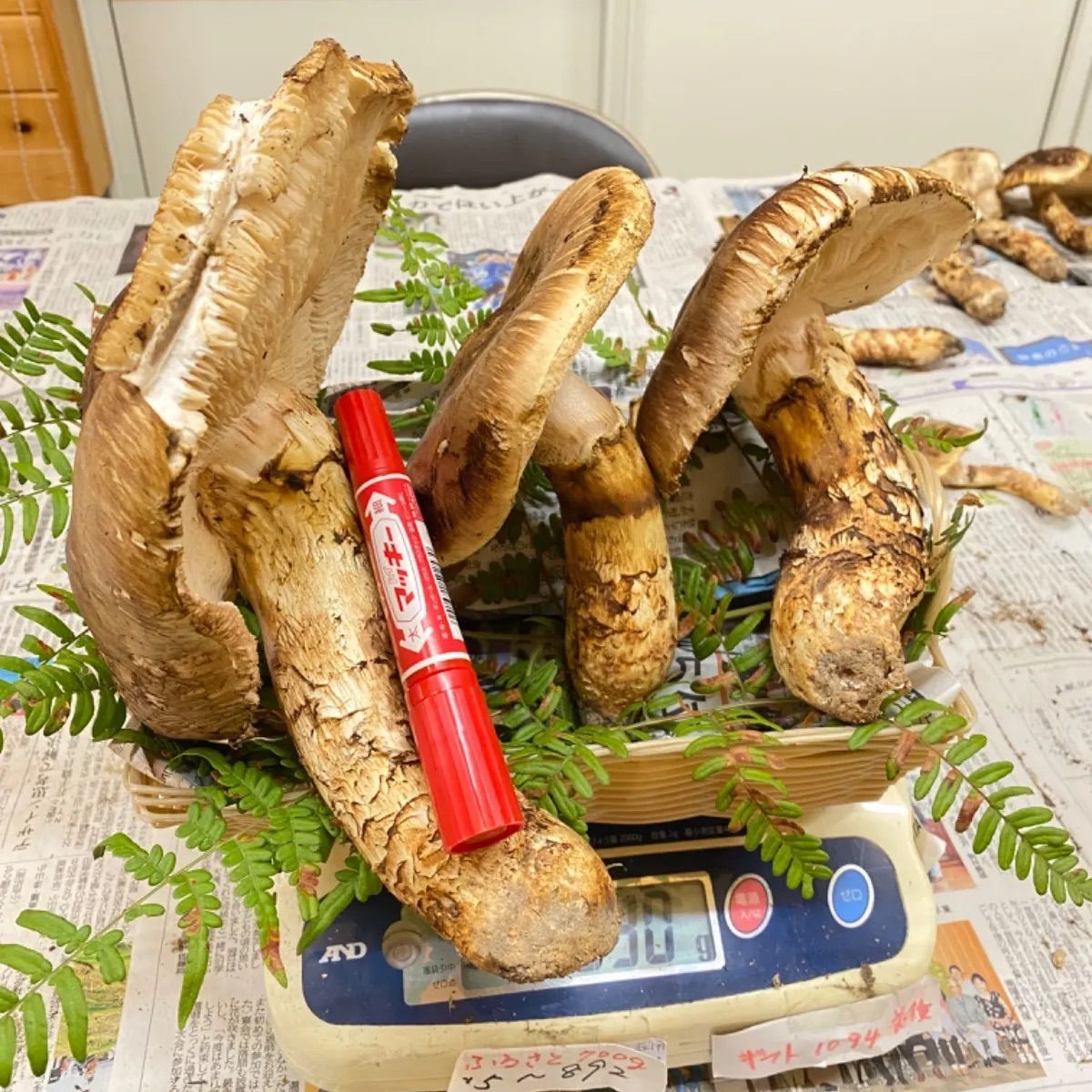 北三陸産メルカリ最高級の　松茸を計ったデジタルスケールと木製の器♪ 北三陸産メルカリ最高級の松茸を計ったデジタルスケールと木製の器♪