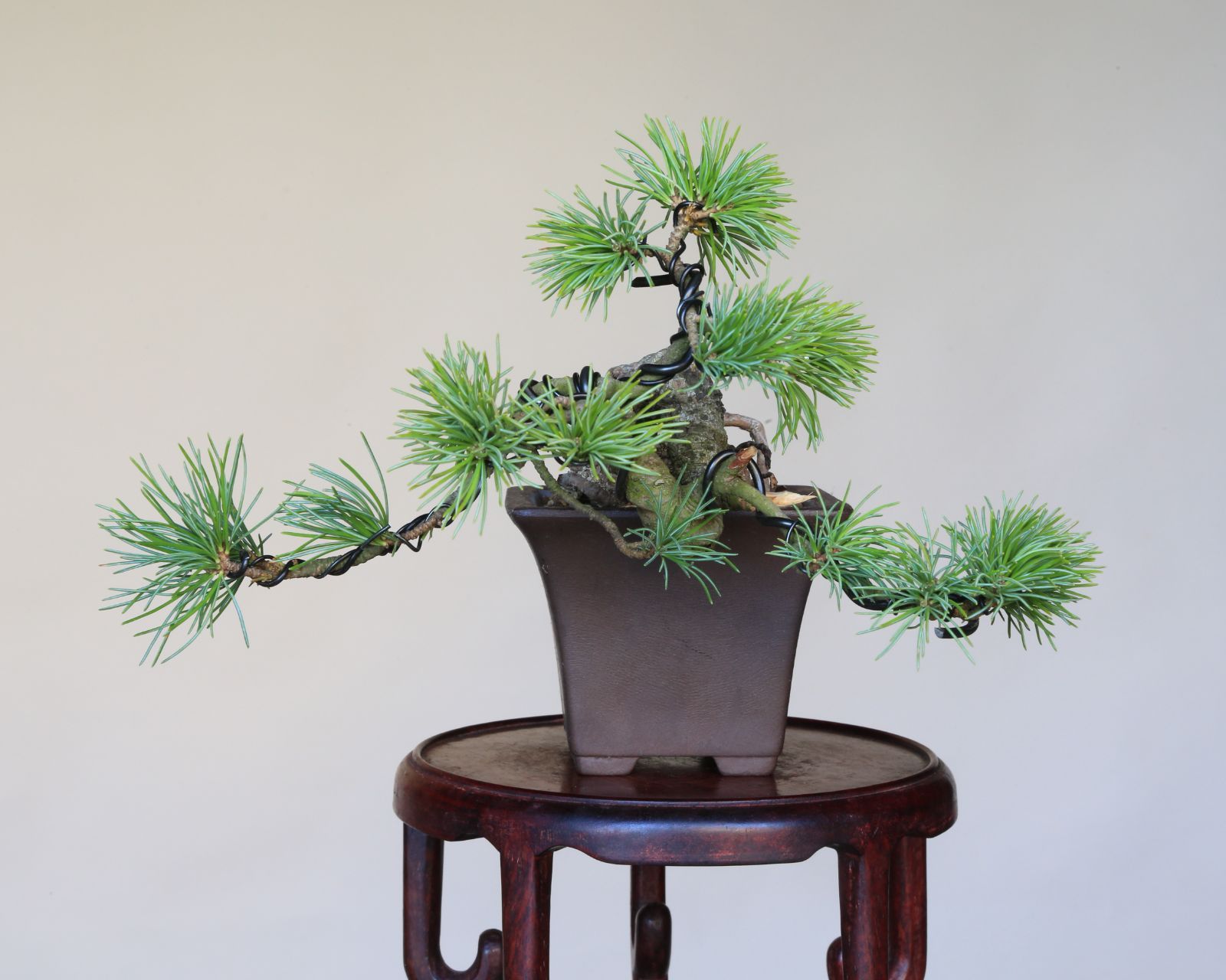 小品盆栽 泰寿園