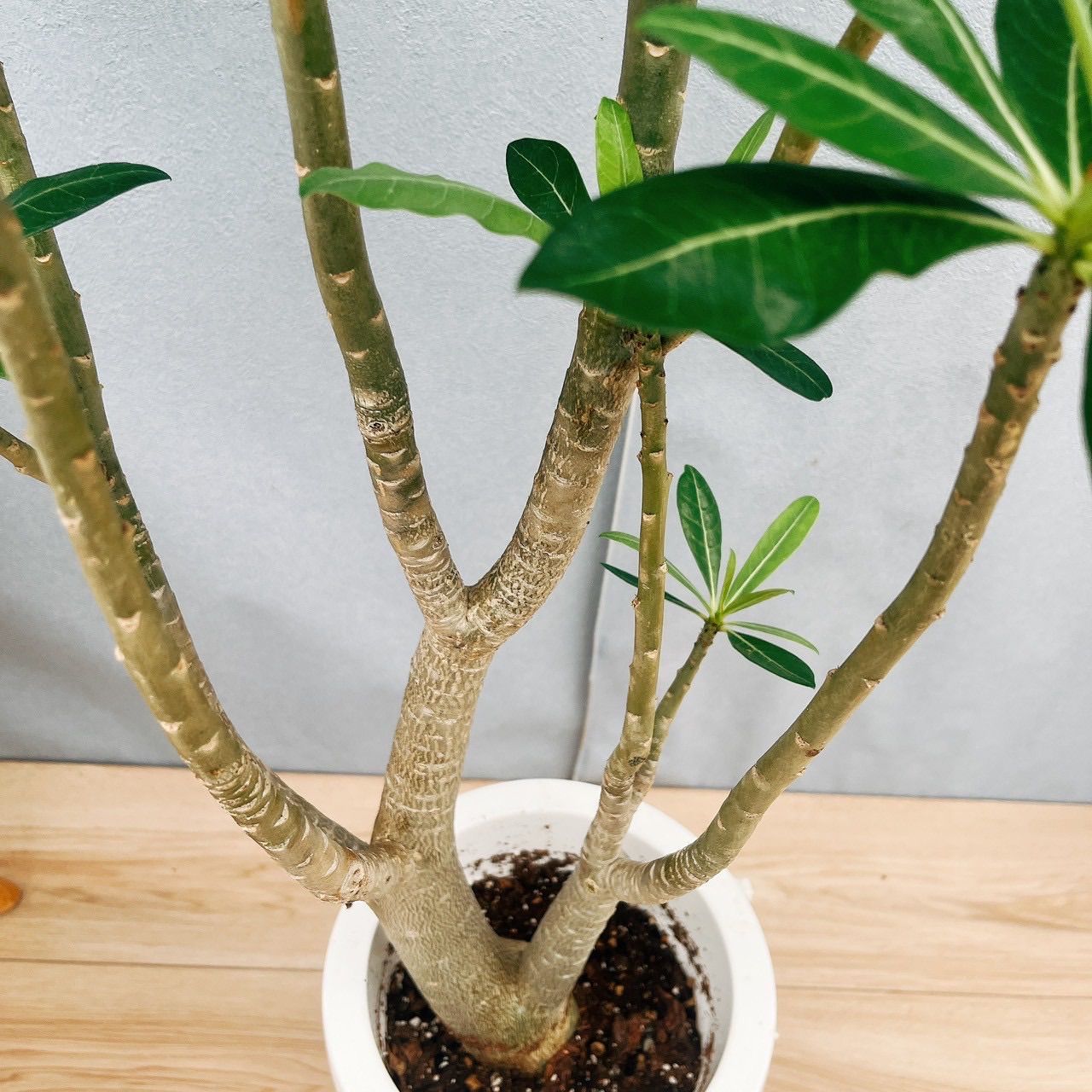 現品］【希少】アデニウム アナコンダ 7号 コーデックス 珍しい 塊根