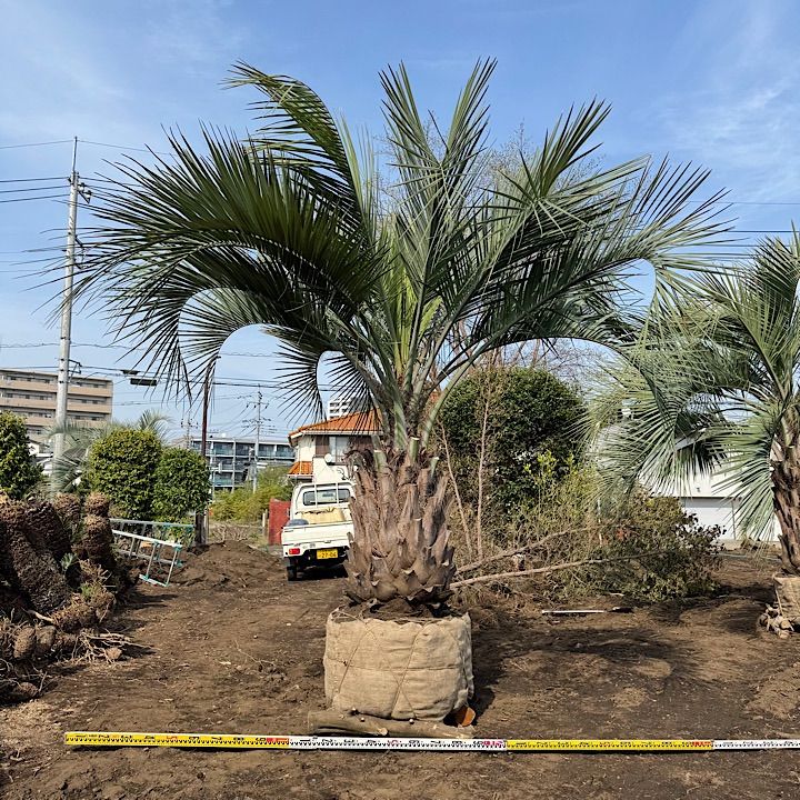 ココスヤシ