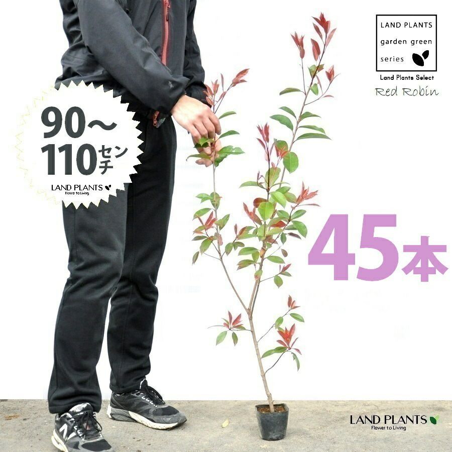 レッドロビン 3.5号 苗木 45本 高さ90～110cm 苗 苗木 苗ポット セイヨウカナメ カナメモチ 生垣
