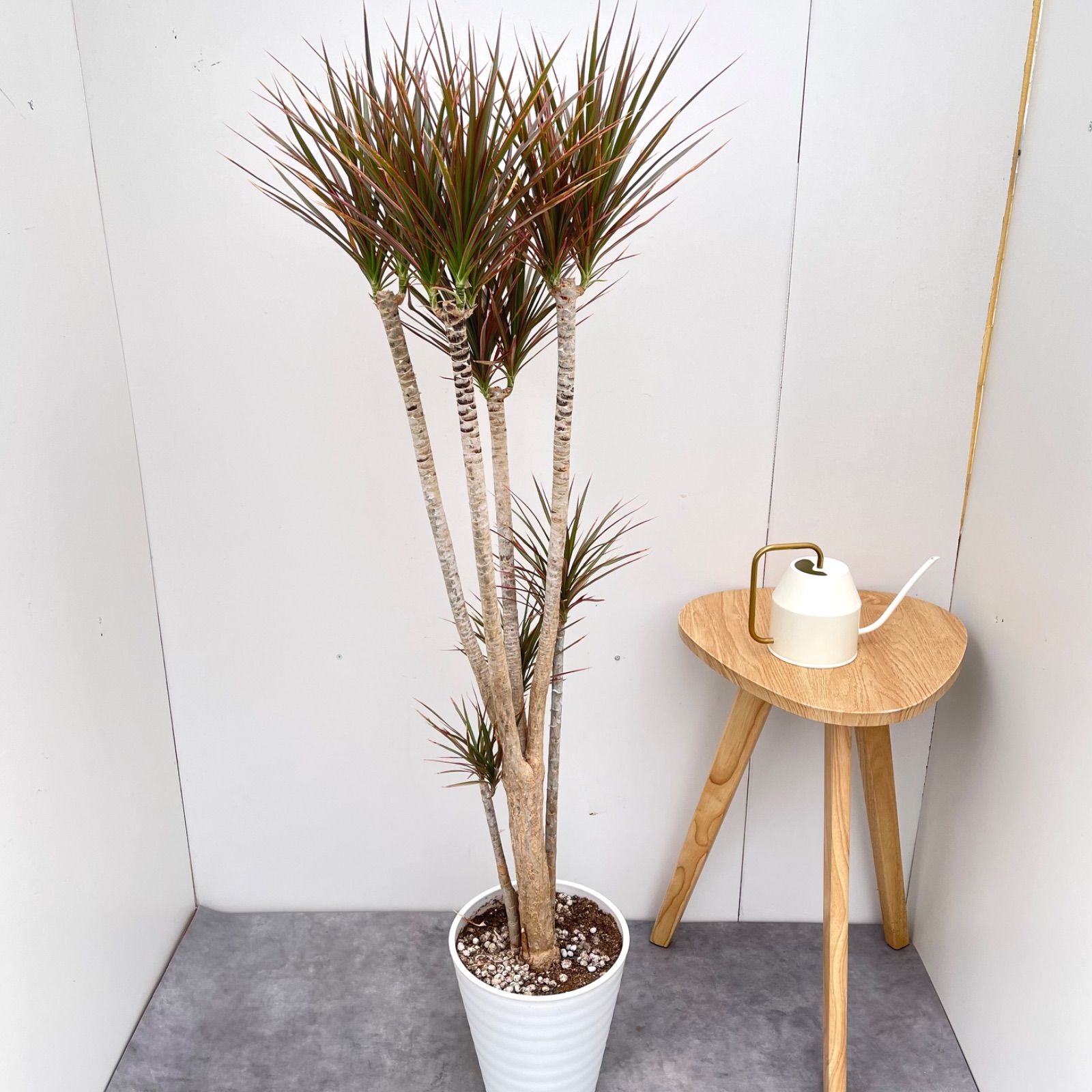 ドラセナ コンシンネ レインボー【現品】観葉植物 室内 大型 - メルカリ