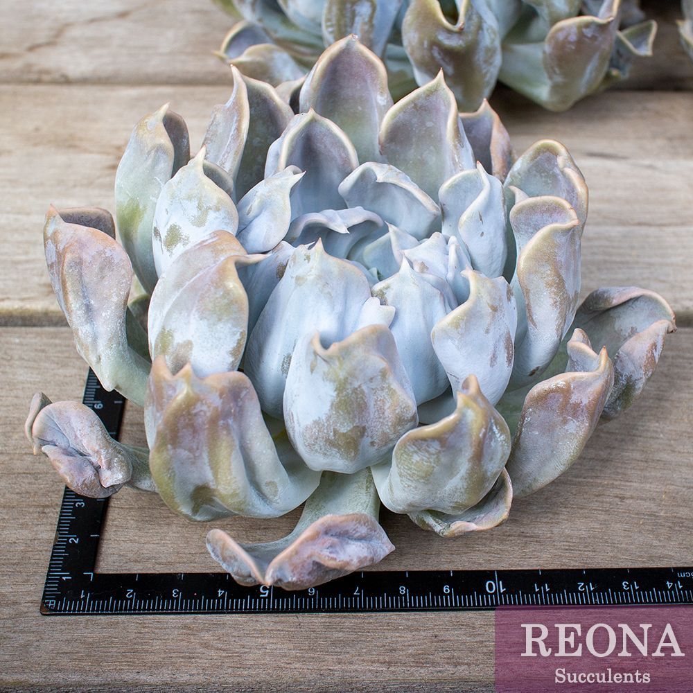 スリラーパール☆エケベリア 多肉植物 輸入苗 1951Usajiiの気紛れコレ