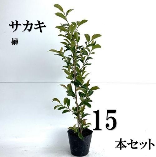 15本セット サカキ ホンサカキ 本榊樹高0.6m前後15cmポット