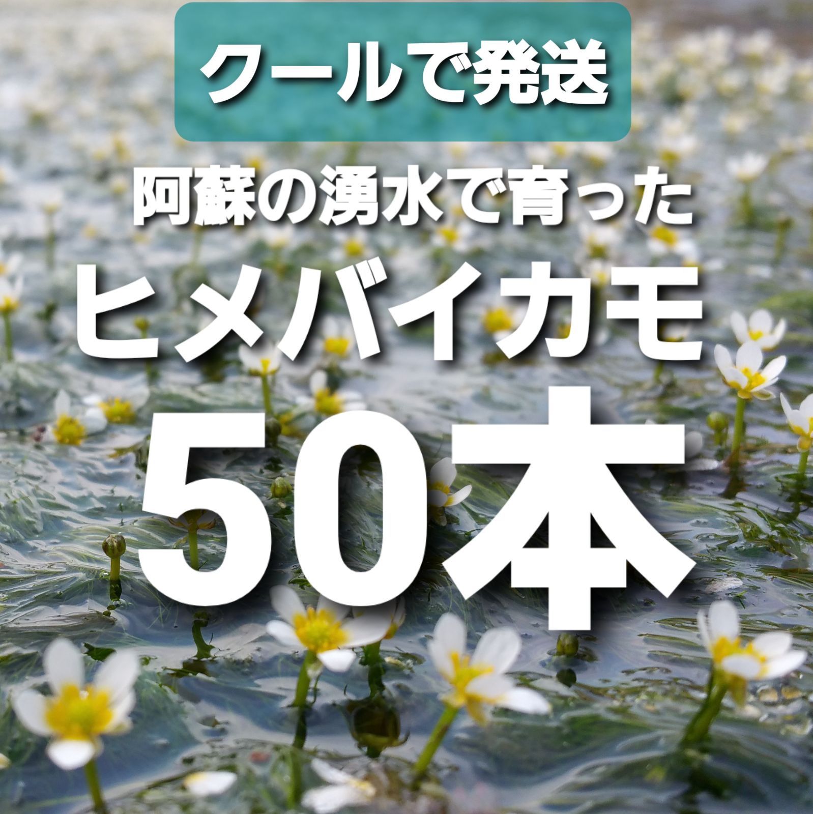 クール発送50本以上 稀少種ヒメバイカモ 日本の水草【アナカリスも