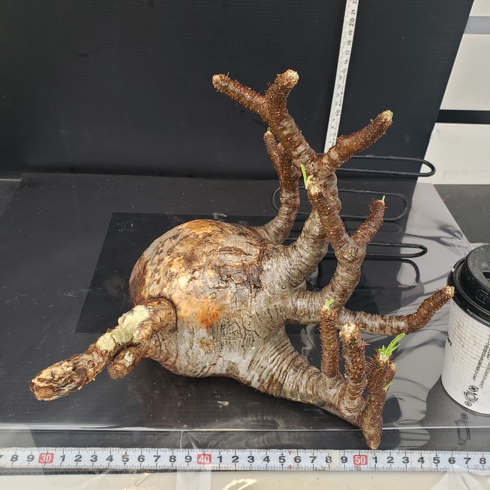 NORi　アデニアアラビカム　特大 NORi アデニアアラビカム 特大 アデニウムアラビカム | STORES