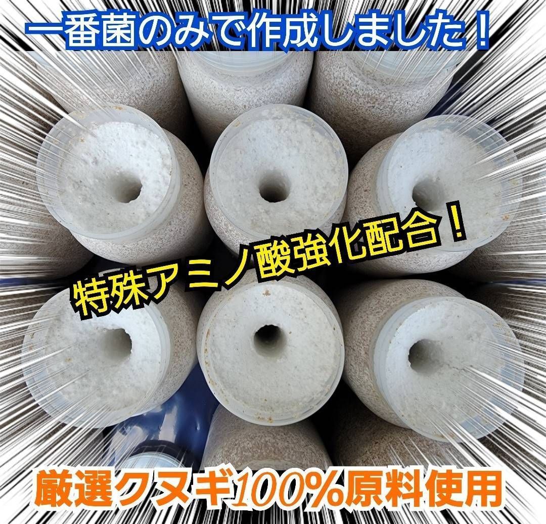 極上！カワラ菌糸瓶【12本】特殊アミノ酸強化配合！タランドゥス
