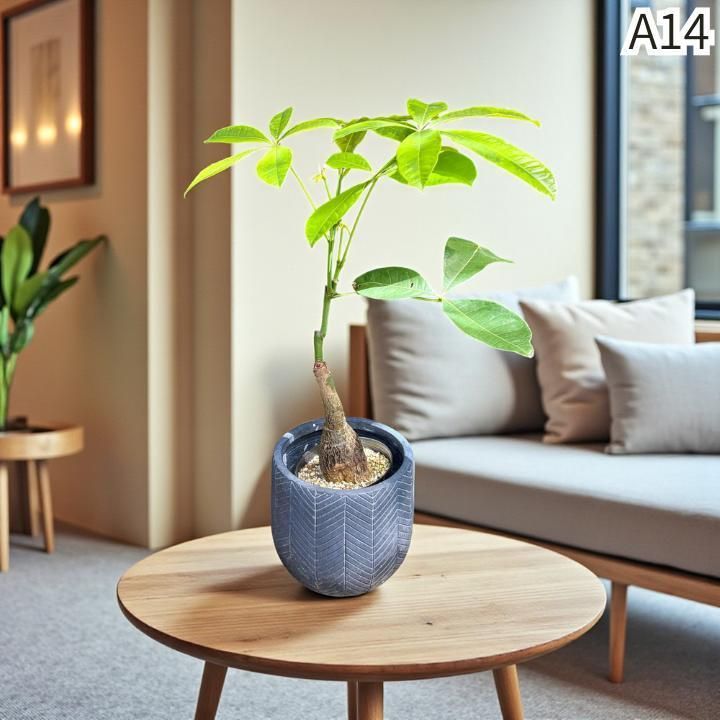 パキラムーンライトA14・枝分岐パラソル仕立て/無機質用土 パキラムーンライトA14・枝分岐パラソル仕立て/無機質用土