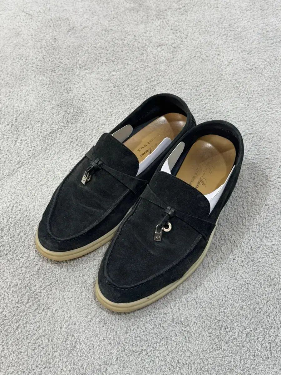 シマトネリコ 大株 品番3419 シマトネリコ 株立ち 樹高1.5m前後 (根鉢