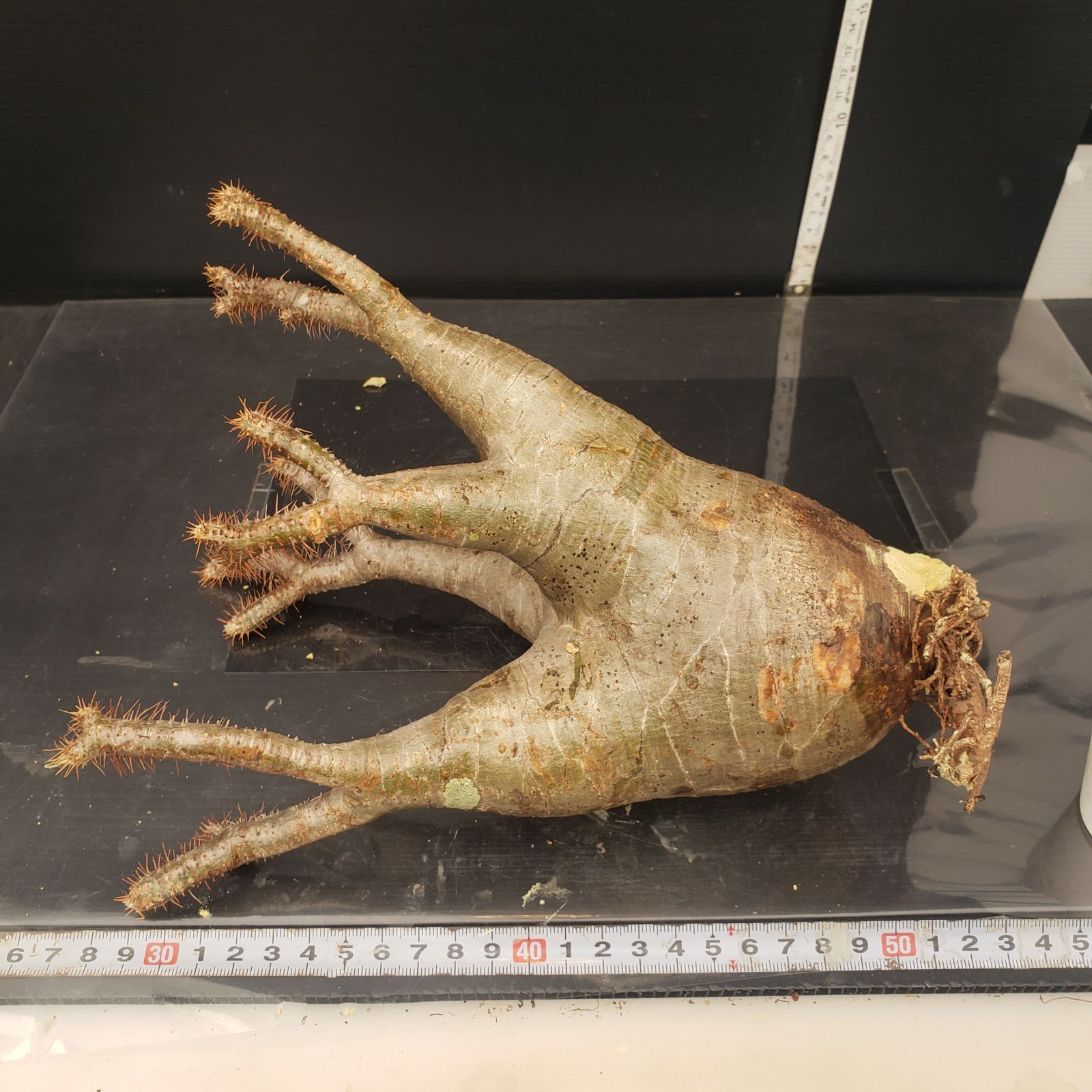 n*i様 グラキリス パキポディウムグラキリス現地球発根済み