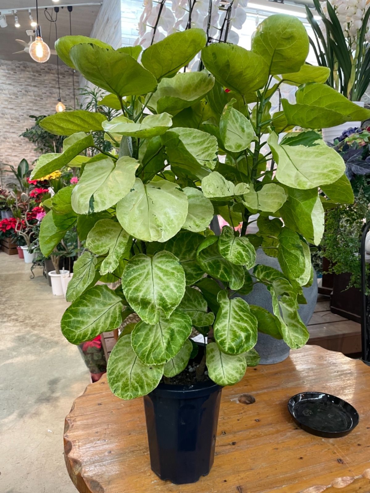 超希少❗️ポリシャス　フリスビー　スーパームーン✨ 超希少❗️ポリシャス フリスビー スーパームーン✨