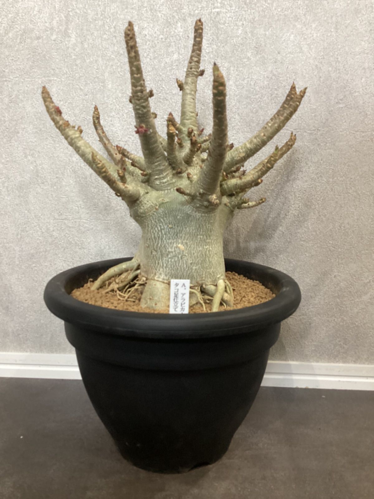 美タコ足/極太/塊根植物】アデニウム アラビカム ゴジ タコ足仕立て④