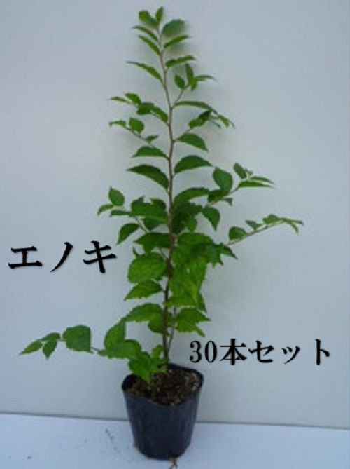 30本セット エノキ樹高0.5m前後10.5cmポット