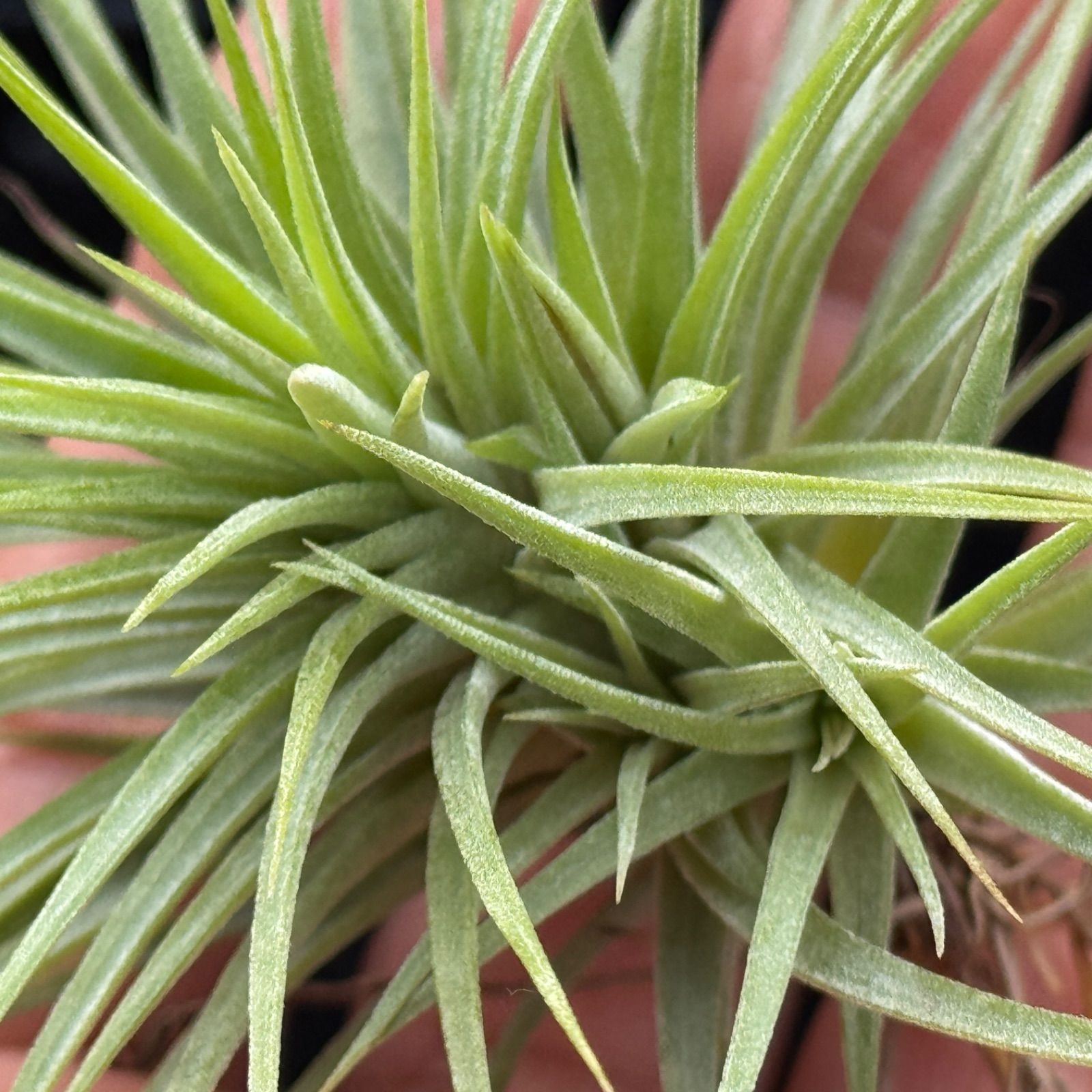 チランジア Fat Boy Tillandsia Fat Boy