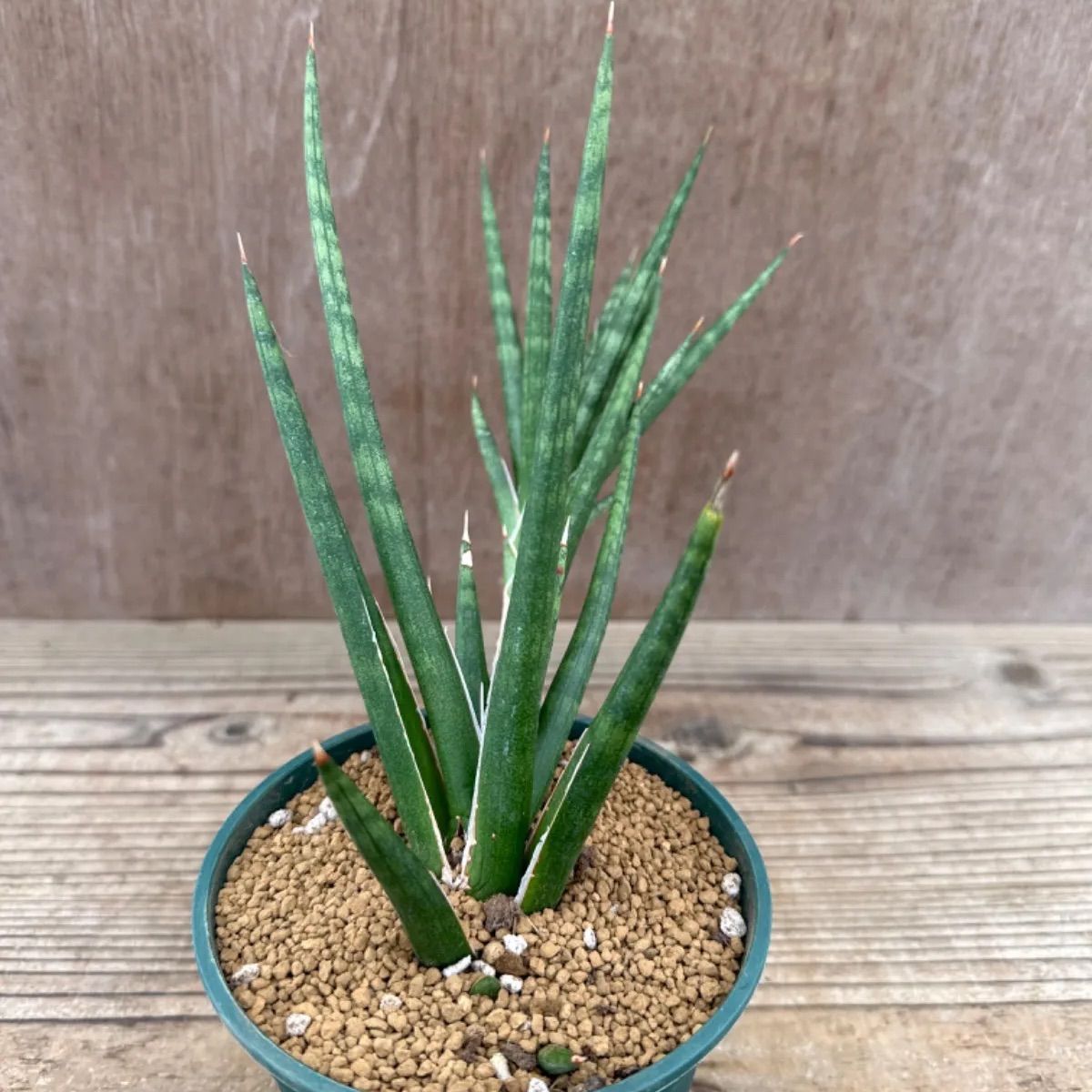 サンセベリア フランシシー② Sansevieria francisii サンスベリア フランシー 現品 観葉植物 観葉 植物 珍奇植物 珍奇 珍しい  レア 希少 インテリア プレゼント おしゃれ かわいい ミニ 小さい おうち時間 グリーン アートプランツ - メルカリ