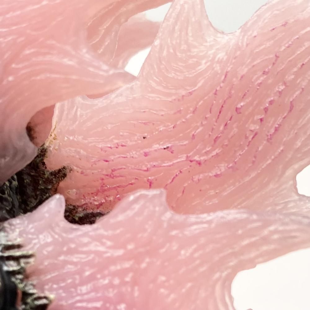 開封 バンダイ 一番くじ ゴジラ×コング 新たなる帝国 A賞 ゴジラエヴォルヴver. 2025 SOFVICS ソフビクス 17