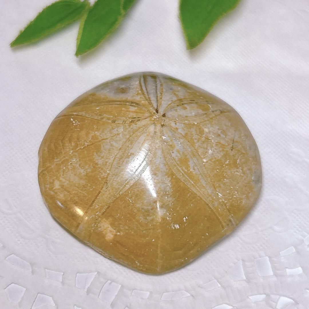 E13470】うに 化石 中生代ジュラ紀 マダガスカル