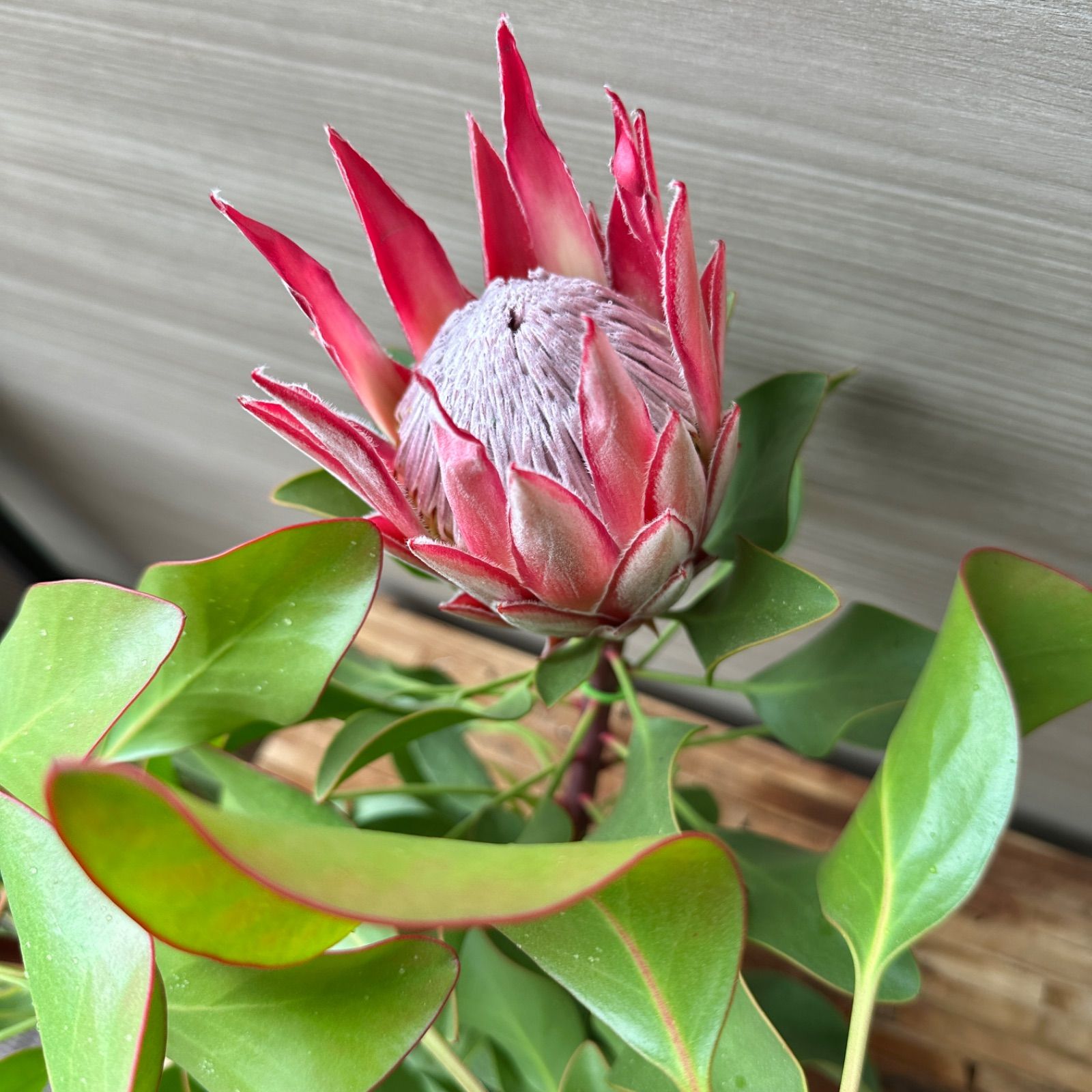 ④ グレビレア ピーチアンドクリーム 8号 大株 オージープランツ 美株