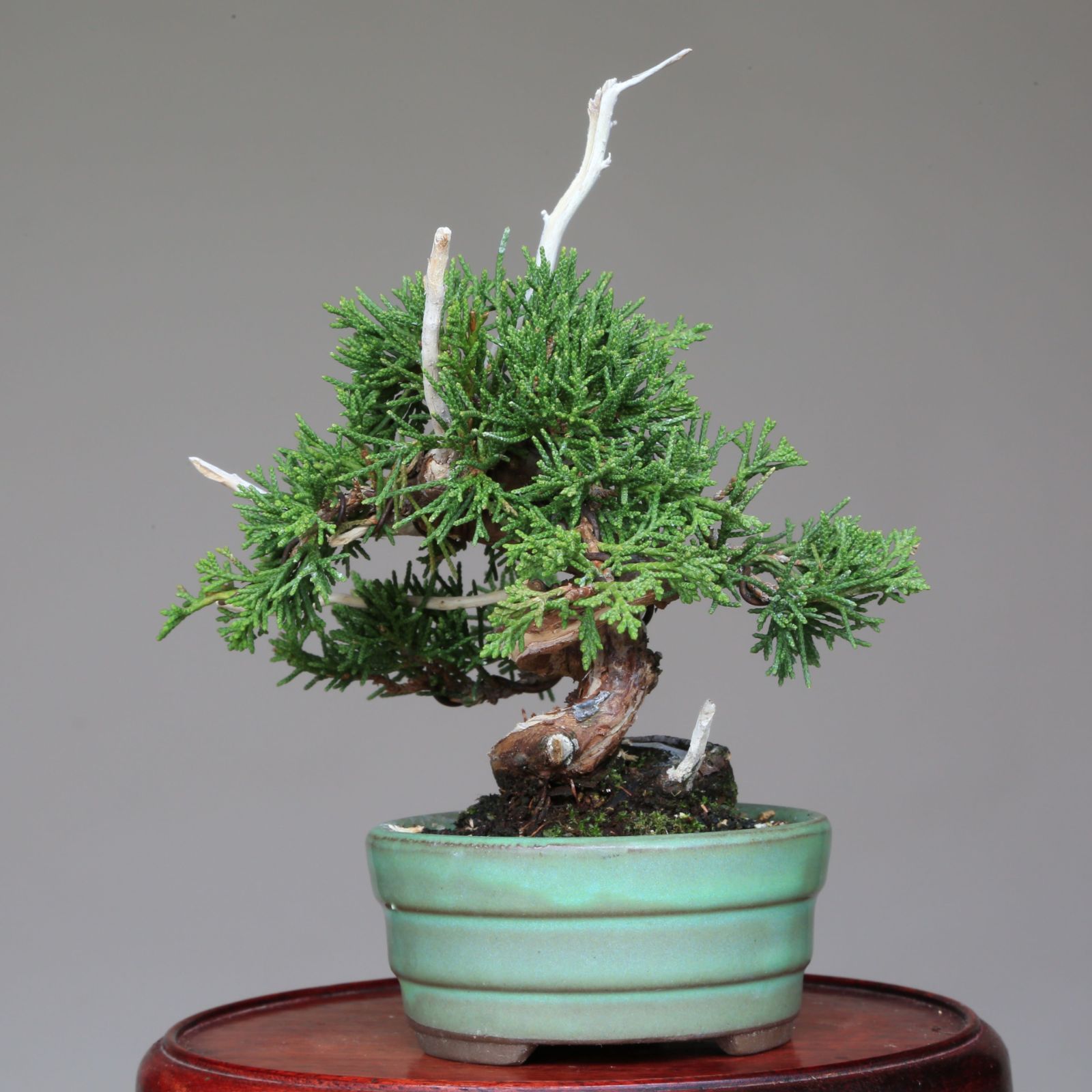 真柏盆栽 古い捻転シャリ 小盆栽 樹高天ジン含む15.5cm 真柏