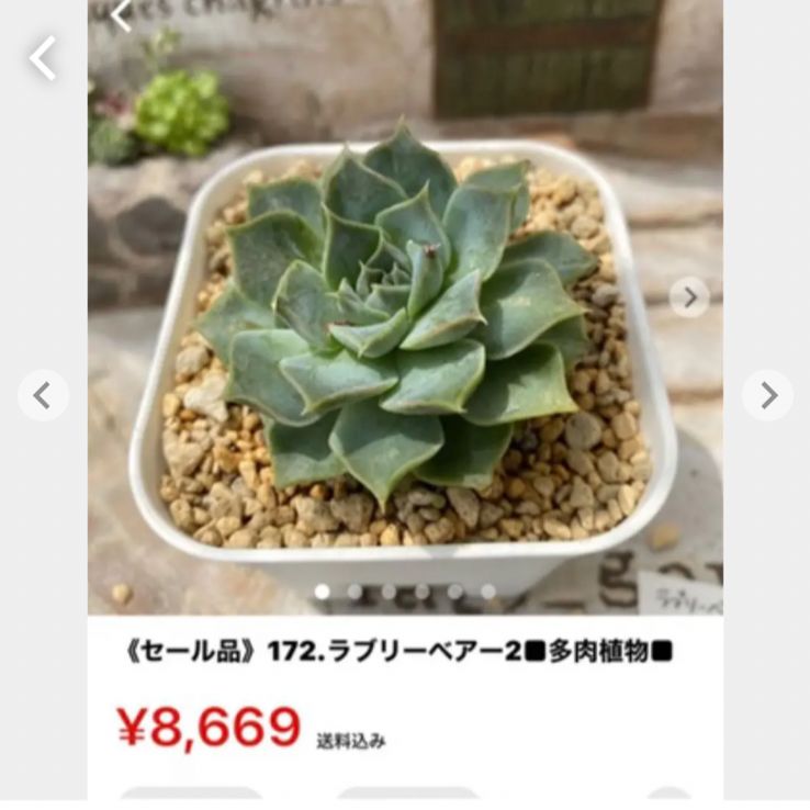 ぴよー様専用■多肉植物■