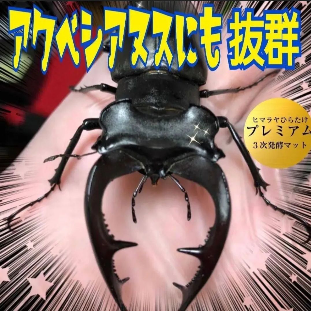 栄養添加剤 共生バクテリア３倍配合