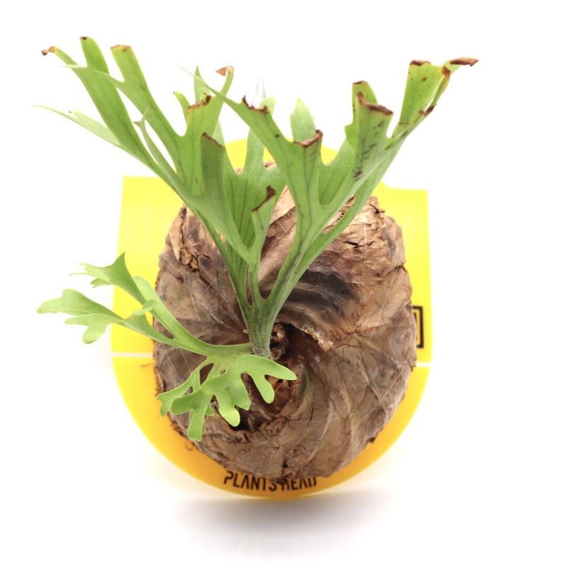 キッチャクード 板付 大株 Platycerium Mt kitshakood Narrow