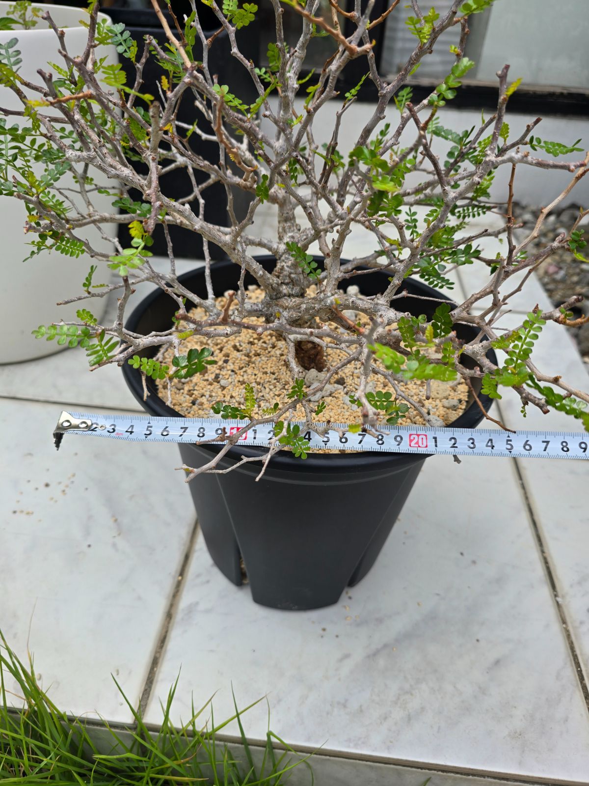 オペルクリカリアパキプス⭐︎発根済み オペルクリカリアパキプス 発根